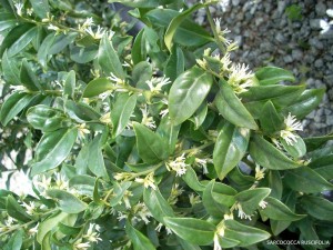 Sarcococca ruscifolia - blossom